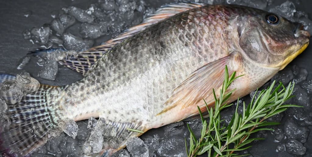 Fish & Seafood