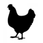 poultry uk, Poultry UK